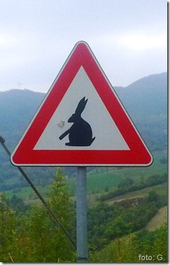 pericolo coniglio?