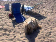 foto della pecora in spiaggia 