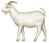 emoji della capra, ora usata anche per Bolt, Phelps e nel tennis Federer