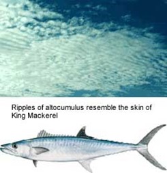  Ripples of altocumulus resemble the skin of a King Mackerel