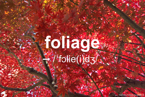 pronuncia foliage