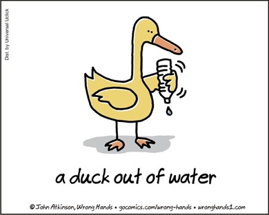 anatra che fa sgocciolare una bottiglia di acqua ormai vuota: a duck out of water