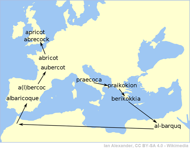 carta europea con il percorso etimologico della parola inglese APRICOT