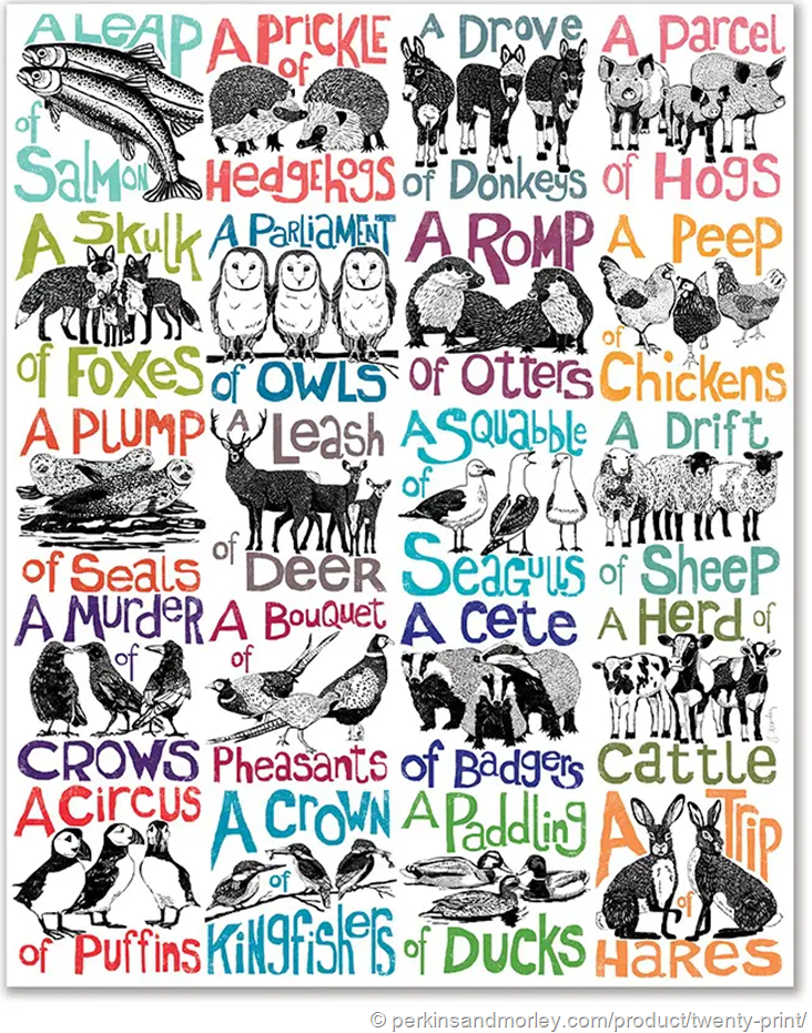 Illustrazioni di animali con nomi collettivi: a leap of salmon, a prickle of hedgehogs, a drove of donkeys, a parcel of hogs, a skulk of foxes, a parliament of owl, a romp of otters, a peep of chickens, a plump of seals, a leash of deer, a squabble of seagulls, a drift of sheep, a murder of crows, a bouquet of pheasats, a cete of badgers, a herd of cattles, a circus of puffins, a crow of kingfishes, a paddling of ducks, a trip of hares